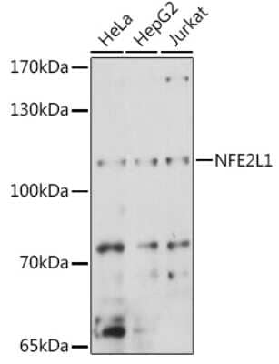 Western Blot: Nuclear Factor Erythroid 2 Related Factor 1 AntibodyAzide and BSA Free [NBP2-93792]